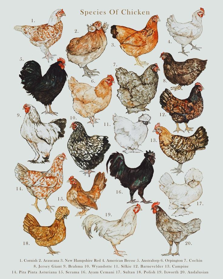 Illustrated chart of twenty chicken breeds