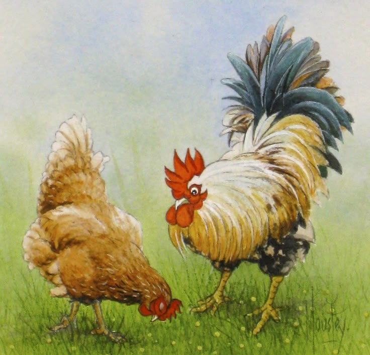 A hen and rooster foraging on green pasture